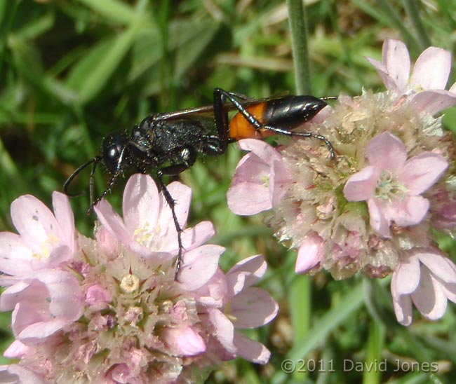 Digger Wasp (poss. Larra anathema ) on Thrift, Pistil Meadow, Lizard Point - 3, 9 May