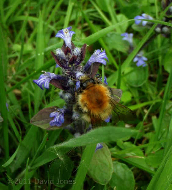 Common Carder Bee feeds at Bugle flowers - 1, 10 May