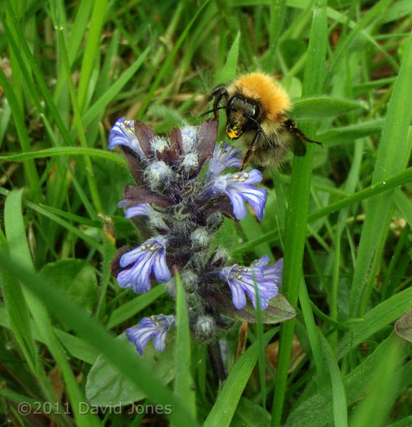 Common Carder Bee feeds at Bugle flowers - 2, 10 May