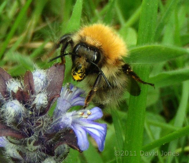 Common Carder Bee feeds at Bugle flowers - 3, 10 May
