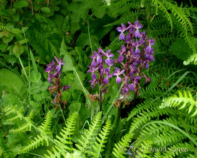 Early Purple Orchids - 1, 10 May
