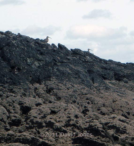 A pair of Curlews on rocks north of Porthallow, 14 May