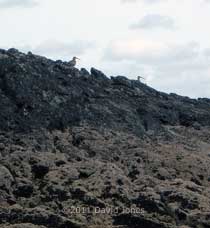 Curlews on rocks north of Porthallow, 14 May