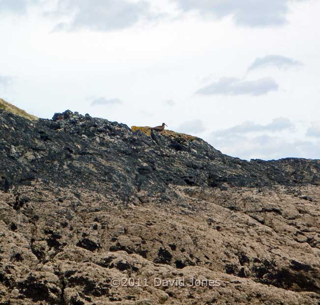 A Curlew on rocks north of Porthallow, 14 May
