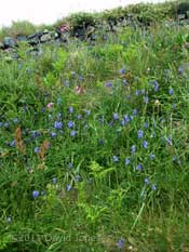 Bluebells at the side of the coastal path at Lizard Point, 17 May