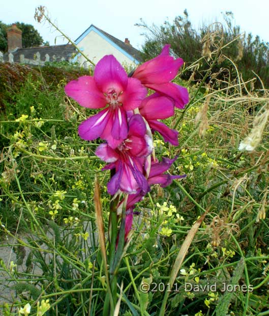 A Whistling Jack plant flowering at Lizard Point, 17 May