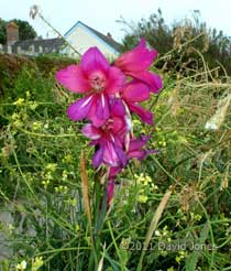 A Whistling Jack plant flowering at Lizard Point, 17 May