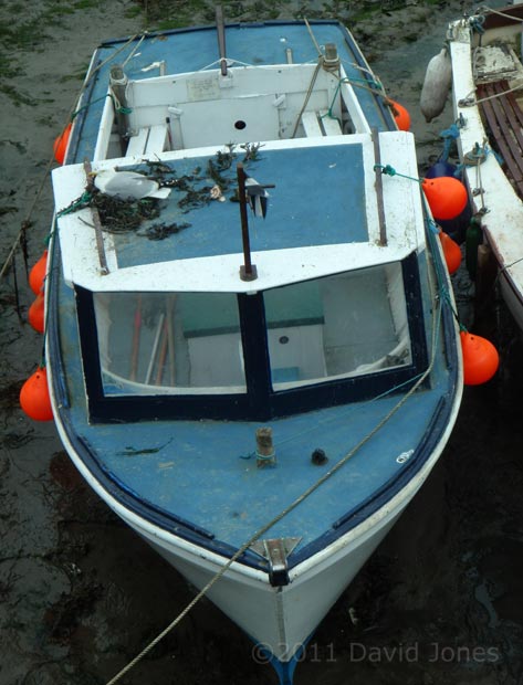 Herring Gull nesting on boat, 17 May