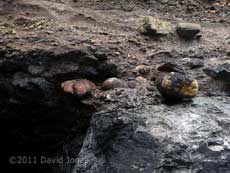 Cave with boulder (north of Porthallow) - detail of top corner, 18 May