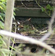 Female Blackbird shaping side of nest, 16 April