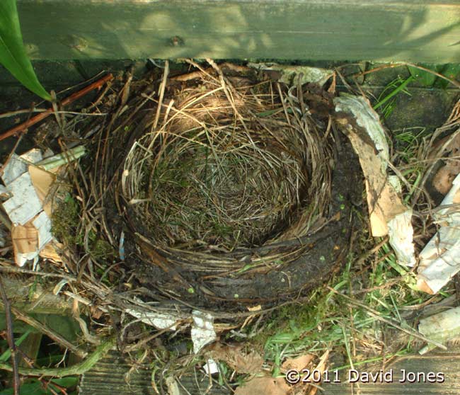 Blackbird nest nearing completion, 17 April