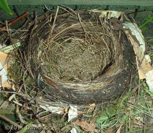 Blackbird nest nearing completion - after drying during the day, 17 April