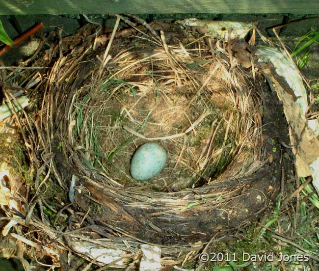 The Blackbird's first egg, 18 April