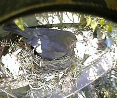 Blackbird's body held high as egg is laid, 19 April