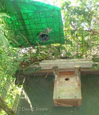 Sun shade added over camera and Blackbird nest, 19 April