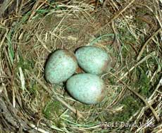 Third Blackbird egg is laid, 20 April