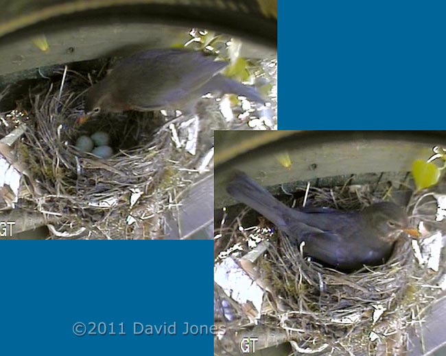 Blackbird at her nest, 20 April