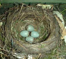 Four eggs now laid by Blackbird, 21 April