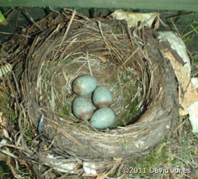 Blackbird nest after one egg removed by the female, 23 April