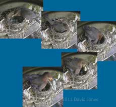 Balckbird removes one of her eggs, 23 April