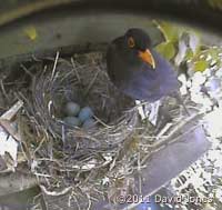 Blackbird male visits nest for the first time, 23 April