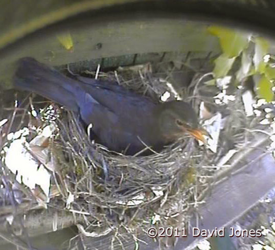 Incubatiing Blackbird with beak open to cope with high air temperatures, 23 April