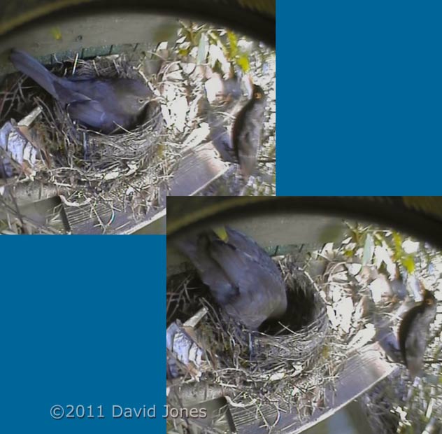 Male Blackbird visits female at nest, 23 April