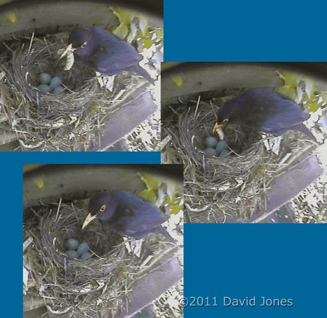 Blackbird male brings caterpillar to nest (and eats it), 23 April