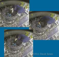Blackbird male brings caterpillar to nest (and eats it), 23 April