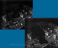 poor quality images of female Blackbird on nest before abandoning it, 24 April