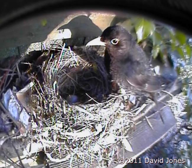 Male Blackbird finds just one egg remaining out of a clutch of five, 24 April