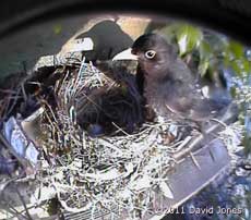 Male Blackbird finds just one egg remaining out of a clutch of five, 24 April