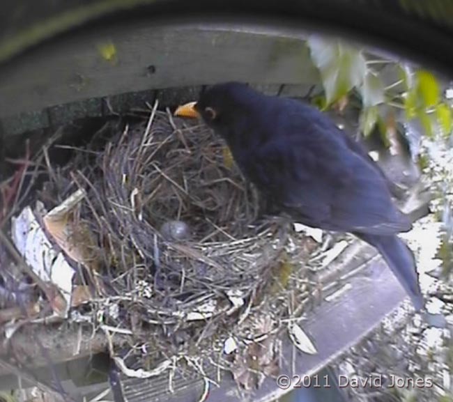 male Blackbird returns to inspect depleted clutch, 24 April