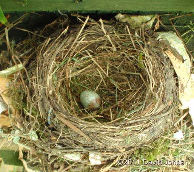 Abandoned Blackbird nest, 24 April