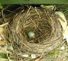 Abandoned Blackbird nest, 24 April