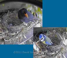 Male Blackbird inspects abandoned nest, followed by a Blue Tit, 24 April