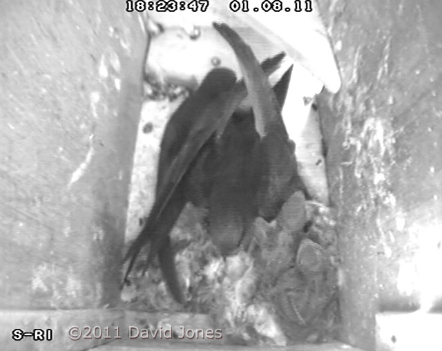 Swifts with 9/10 day old chicks, 1 August 2011