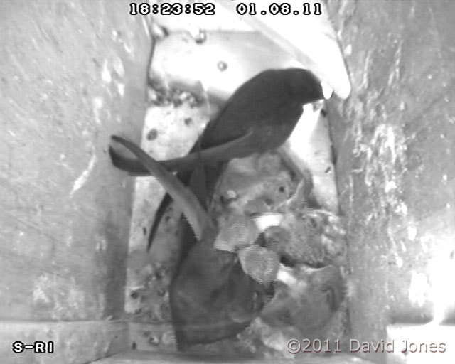 Swifts with 9/10 day old chicks - feeding taking place, 1 August 2011