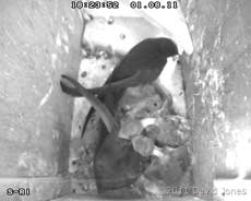 Swifts with 9/10 day old chicks - feeding taking place, 1 August 2011