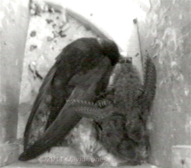 A Swift chick produces a faecal sac, 3 August 2011