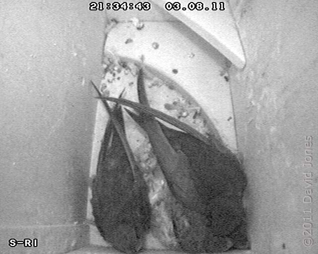 Swift parents settled for the night, 3 August 2011