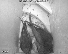 Swift parents settled for the night, 3 August 2011