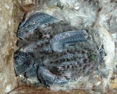 11/12 day old Common Swift chicks, 3 August, 2011