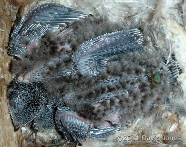 11/12 day old Common Swift chicks - cropped image, 3 August, 2011