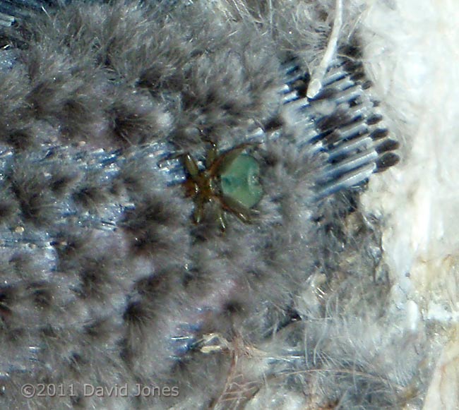 C. paillida on back of 11/12 day old Common Swift chick, 3 August, 2011