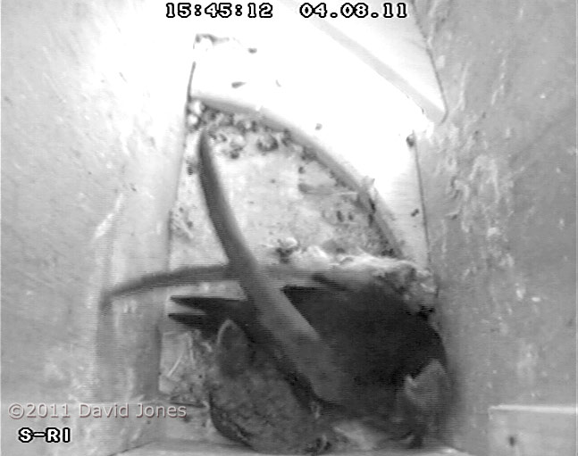 Swift chick out of nest cup for first time as sibling is fed, 4 August 2011