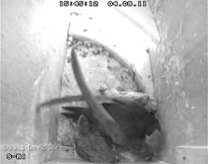 Swift chick out of nest cup for first time as sibling is fed, 4 August 2011