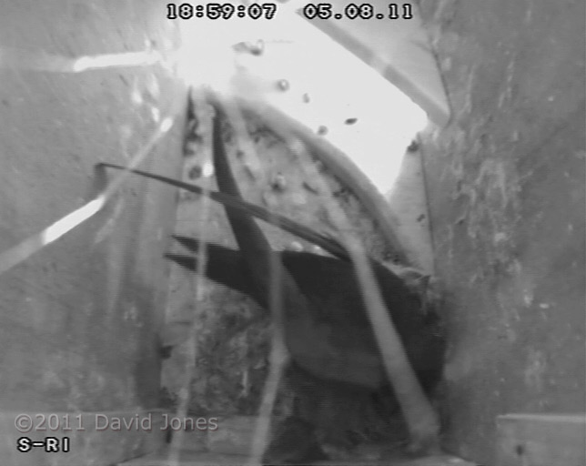 A spider in the Swift nest, 5 August 2011