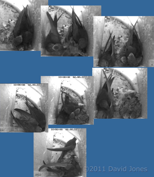 Swifts with their chicks, 6 August 2011