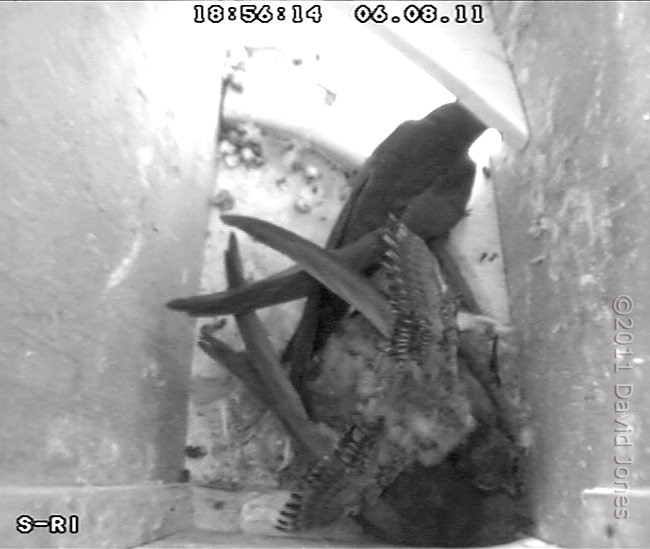 Swift chick stretches its wings, 6 August 2011